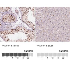 Merck Anti-FAM53A antibody produced in rabbit