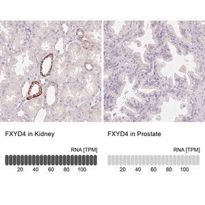 Merck Anti-FXYD4 antibody produced in rabbit