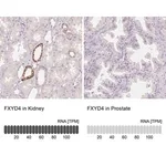 Merck Anti-FXYD4 antibody produced in rabbit