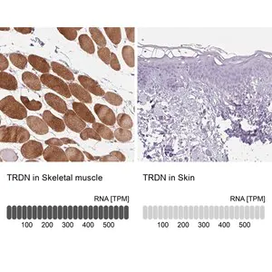 Merck Anti-TRDN antibody produced in rabbit