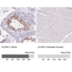 Merck Anti-CLGN antibody produced in rabbit