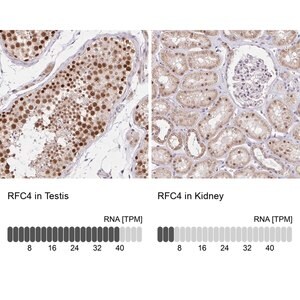 Merck Anti-RFC4 antibody produced in rabbit