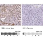 Merck Anti-NGB antibody produced in rabbit