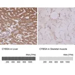 Merck Anti-CYB5A antibody produced in rabbit