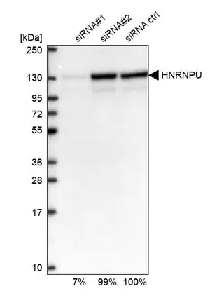 Merck Anti-HNRNPU antibody produced in rabbit