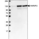 Merck Anti-HNRNPU antibody produced in rabbit