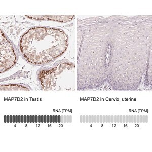 Merck Anti-MAP7D2 antibody produced in rabbit