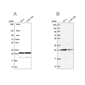 Merck Anti-PGRMC2 antibody produced in rabbit