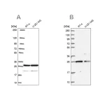 Merck Anti-PGRMC2 antibody produced in rabbit