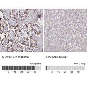 Merck Anti-STARD13 antibody produced in rabbit