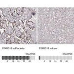 Merck Anti-STARD13 antibody produced in rabbit