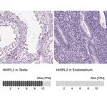 Merck Anti-HHIPL2 antibody produced in rabbit