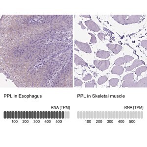 Merck Anti-PPL antibody produced in rabbit