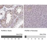 Merck Anti-PUF60 antibody produced in rabbit