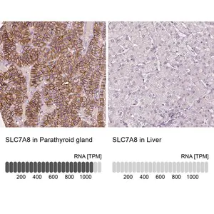 Merck Anti-SLC7A8 antibody produced in rabbit
