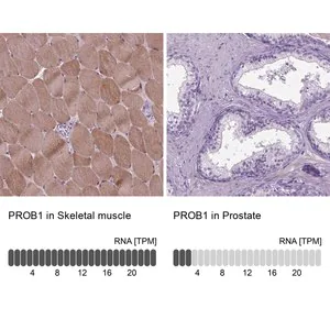 Merck Anti-PROB1 antibody produced in rabbit