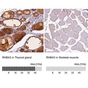 Merck Anti-RAB43 antibody produced in rabbit