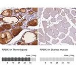 Merck Anti-RAB43 antibody produced in rabbit