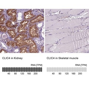 Merck Anti-CLIC4 antibody produced in rabbit