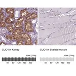 Merck Anti-CLIC4 antibody produced in rabbit
