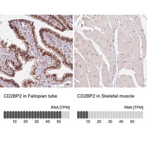 Merck Anti-CD2BP2 antibody produced in rabbit
