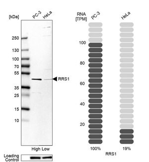 Merck Anti-RRS1 antibody produced in rabbit
