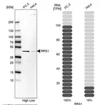 Merck Anti-RRS1 antibody produced in rabbit