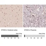Merck Anti-STK39 antibody produced in rabbit
