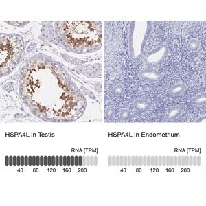 Merck Anti-HSPA4L antibody produced in rabbit
