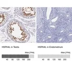 Merck Anti-HSPA4L antibody produced in rabbit