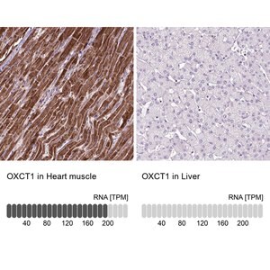 Merck Anti-OXCT1 antibody produced in rabbit
