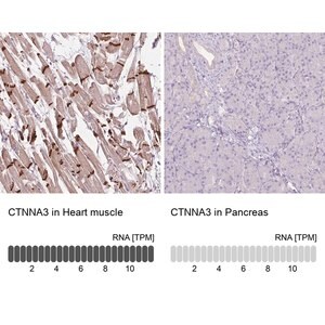 Merck Anti-CTNNA3 antibody produced in rabbit