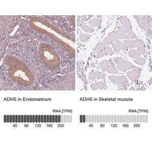 Merck Anti-ADH5 antibody produced in rabbit