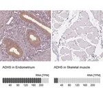 Merck Anti-ADH5 antibody produced in rabbit