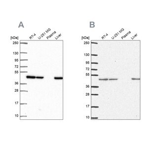 Merck Anti-NDUFS2 antibody produced in rabbit