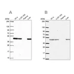 Merck Anti-NDUFS2 antibody produced in rabbit