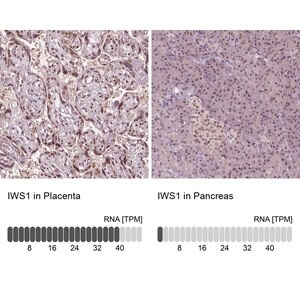Merck Anti-IWS1 antibody produced in rabbit