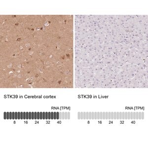 Merck Anti-STK39 antibody produced in rabbit