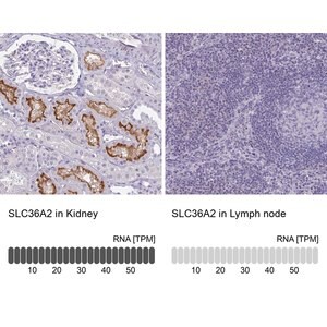 Merck Anti-SLC36A2 antibody produced in rabbit