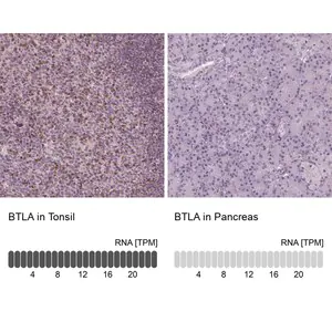 Merck Anti-BTLA antibody produced in rabbit