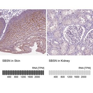 Merck Anti-SBSN antibody produced in rabbit