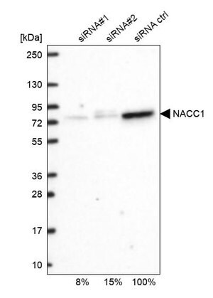 Merck Anti-NACC1 antibody produced in rabbit