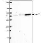 Merck Anti-NACC1 antibody produced in rabbit