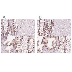 Merck Anti-HOXB13 antibody produced in rabbit