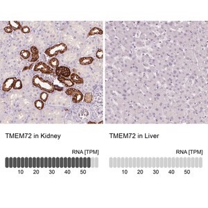 Merck Anti-TMEM72 antibody produced in rabbit