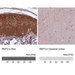 Merck Anti-PKP3 antibody produced in rabbit