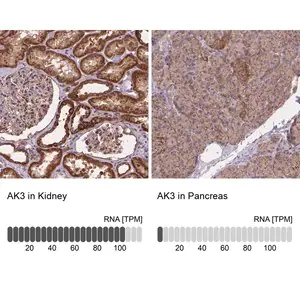 Merck Anti-AK3 antibody produced in rabbit