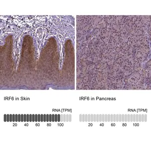 Merck Anti-IRF6 antibody produced in rabbit