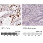 Merck Anti-HSF5 antibody produced in rabbit