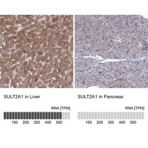 Merck Anti-SULT2A1 antibody produced in rabbit